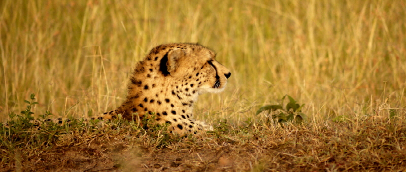 Gepard in der Masai Mara