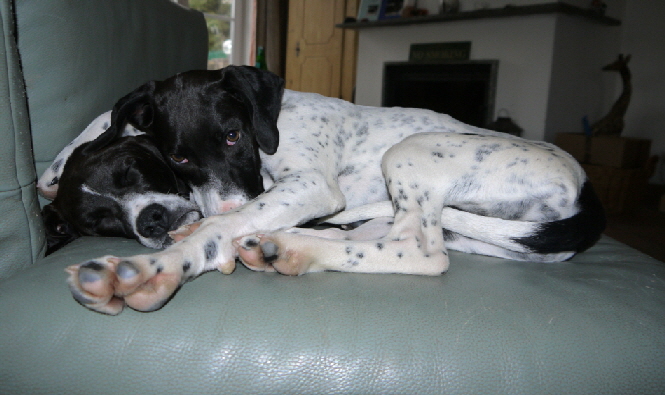 bestes--hunde-training-Rheingau