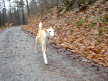  Podenco Training Rdesheim